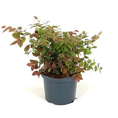 Loropetalum chin. 'Daybreak's Flame