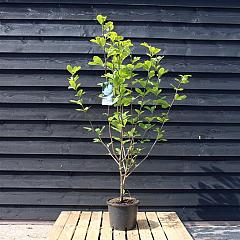 Magnolia denudata 'Double Diamond'