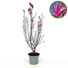 Magnolia 'Susan'