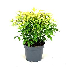 Nandina domestica 'Firepower'