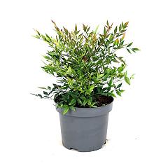Nandina domestica 'Gulf Stream'