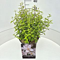 Philadelphus 'Lemoinei'