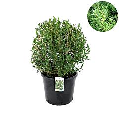 Phillyrea angustifolia