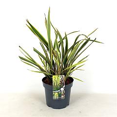 Phormium 'Golden Ray'