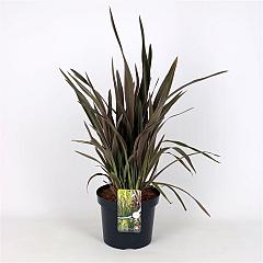 Phormium 'Pink Panther'