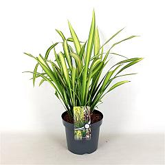Phormium 'Yellow Wave'