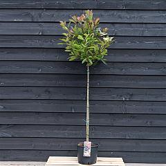 Photinia fraseri 'Red Robin'