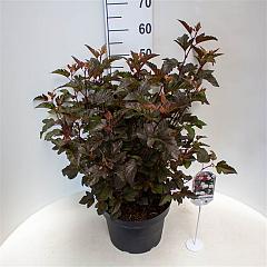 Physocarpus opulif. 'Diabolo'