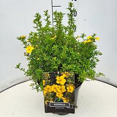 Potentilla f. 'Goldfinger'
