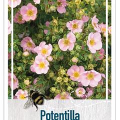Potentilla f. 'Pink Queen'