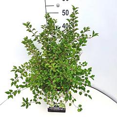 Prunus incisa 'Kojou-no-mai'