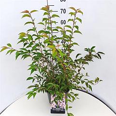 Prunus incisa 'Paean'