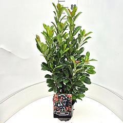 Prunus l. 'Bonaparte'