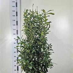 Prunus l. 'Genolia'(R)