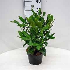 Prunus l. 'Herbergii'