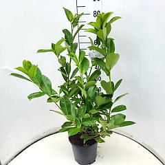 Prunus l. 'Rotundifolia'