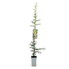 Pyracantha 'Golden Charmer'