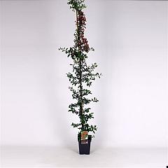 Pyracantha 'Orange Glow'