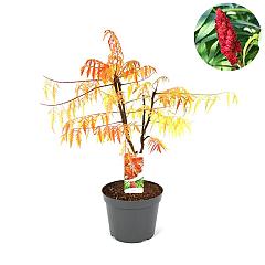 Rhus typhina 'Tiger Eyes'
