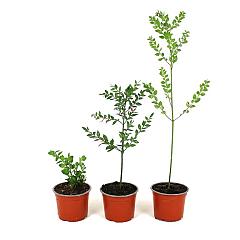 Ruscus aculeatus