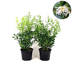 Sarcococca confusa