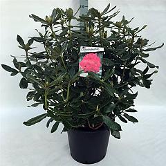 Rhododendron 'Nova Zembla'