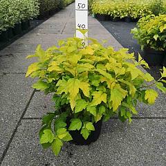 Physocarpus opulif. 'Dart's Gold'