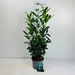 Prunus l. 'Reynvaanii'