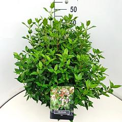 Viburnum tinus