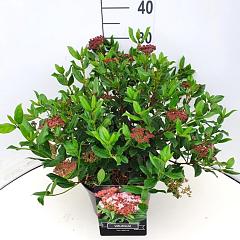 Viburnum tinus 'Gwenllian'