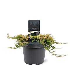 Juniperus hor. 'Golden Carpet'