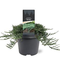 Juniperus hor. 'Wiltonii'
