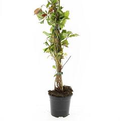 Parthenocissus quinq. engelmannii