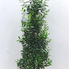 Prunus lusitanica 'Angustifolia'