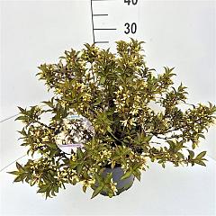 Weigela 'Black and White'