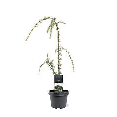 Cedrus libani 'Glauca Pendula'
