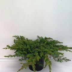 Juniperus conferta 'Schlager'