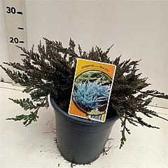 Juniperus hor. 'Blue Chip'