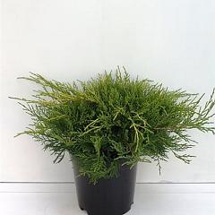 Juniperus pf. 'Gold Coast'