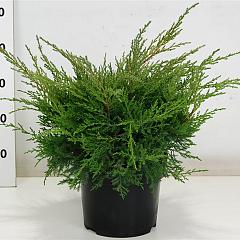 Juniperus pf. 'Pfitzeriana Compacta'
