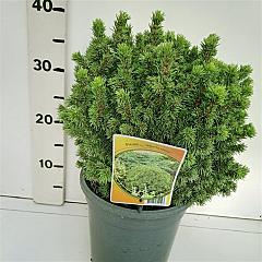 Picea glauca 'Alberta Globe'