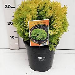 Thuja occ. 'Anna's Magic Ball'