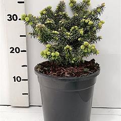 Abies balsamea 'Nana'