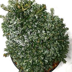 Abies koreana 'Kohout's Icebreaker'