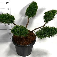 Juniperus pf. 'Mint Julep'