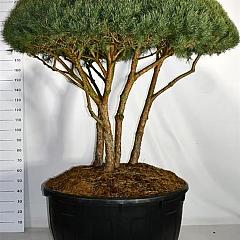 Pinus sylvestris 'Watereri'