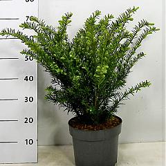 Taxus media 'Farmen'