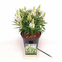 Buddleja d. 'Butterfly Candy Little White'