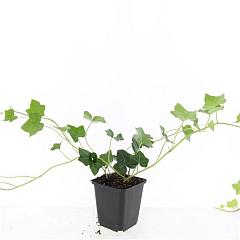 Hedera hibernica