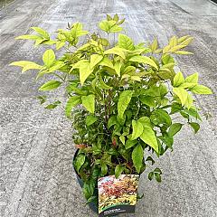 Nandina domestica 'Firepower'